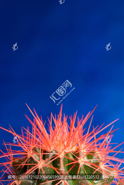 紅刺仙人掌