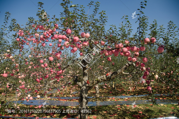 蘋(píng)果樹(shù),紅蘋(píng)果,蘋(píng)果,紅富士