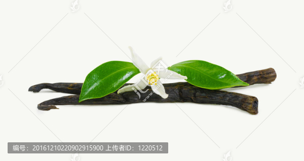 香草棒花