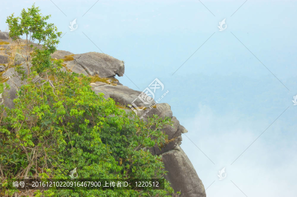 雨林中的高崖。