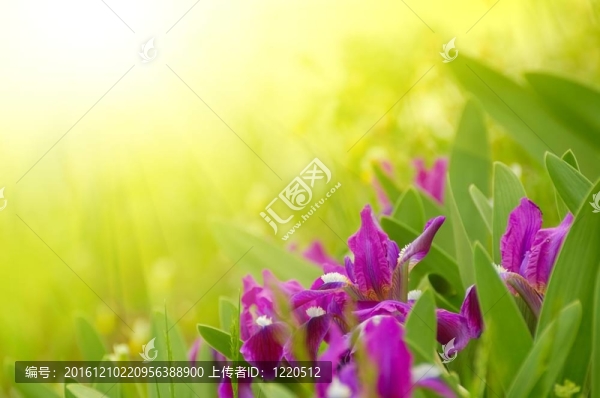 春天的花朵在明亮的陽光下