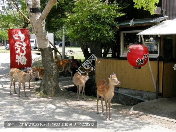 公園里的鹿