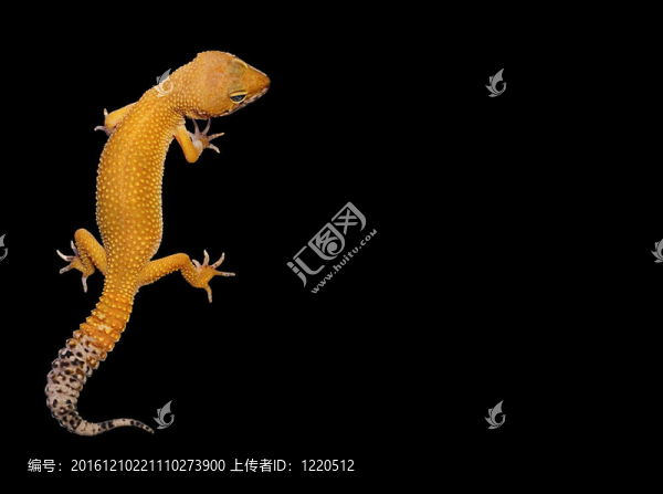 豹紋壁虎