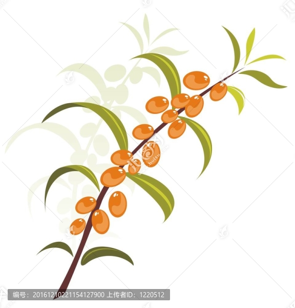 沙棘漿果