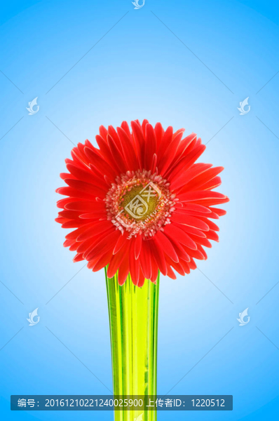鮮花與漸變背景