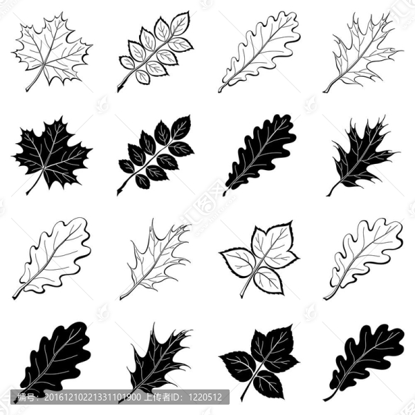 植物葉片；輪廓；集