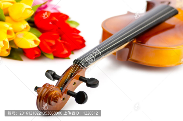 白色的小提琴和郁金香花