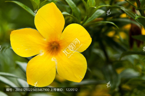 美麗的花朵