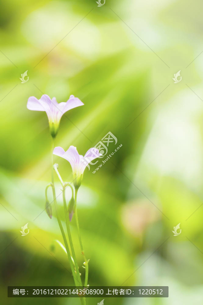 春天的陽光下粉紅色的花