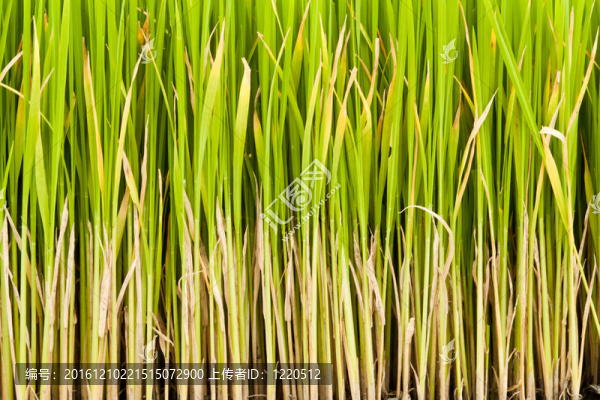 水稻植株