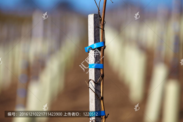 在vineyar種植新的葡萄