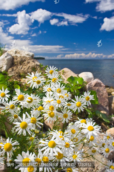 camomiles