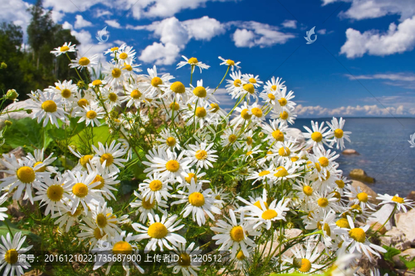camomiles