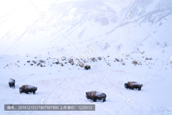 雪覆蓋的水牛