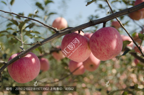 蘋果園,紅蘋果