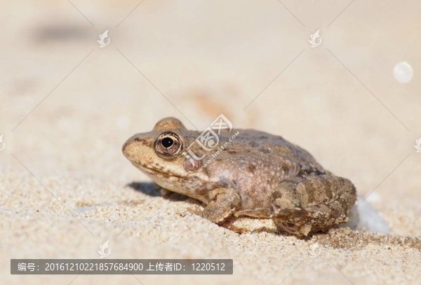 澤蛙