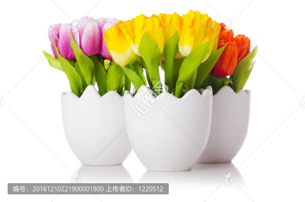 郁金香花在白色上分離