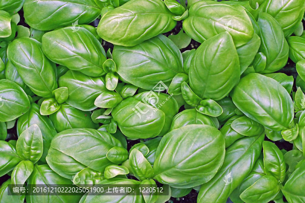 新鮮羅勒準(zhǔn)備做飯用綠色的葉子