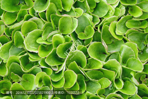 保持生長(zhǎng)的生菜綠葉準(zhǔn)備收獲