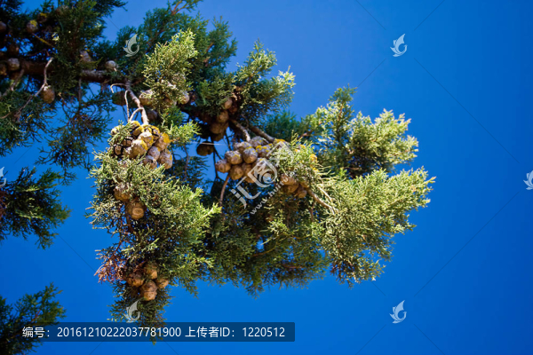 帶球果的松樹枝
