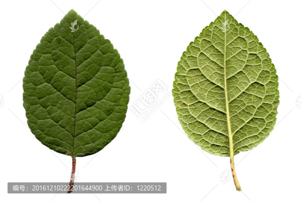 剪枝葉