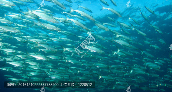 一個(gè)快速移動(dòng)的馬鮫魚學(xué)校。
