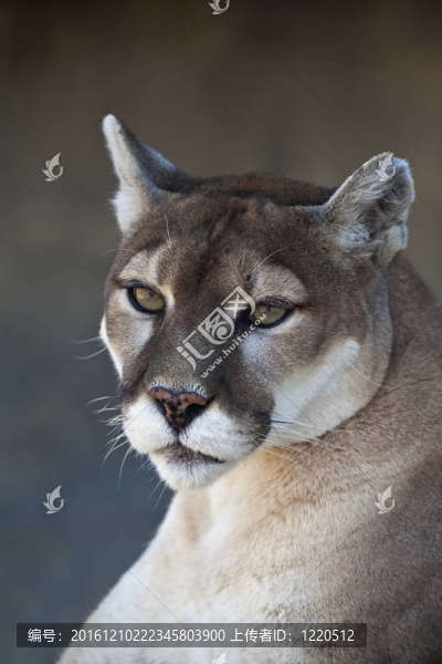 獅子山