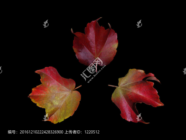 三秋葉圓