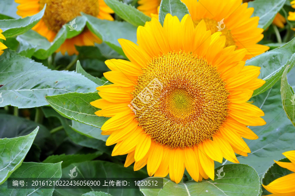 向日葵