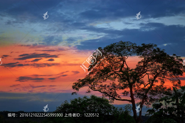 黃昏與樹的輪廓
