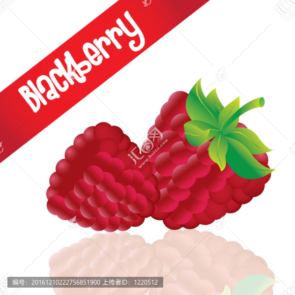 黑莓孤立的白色背景