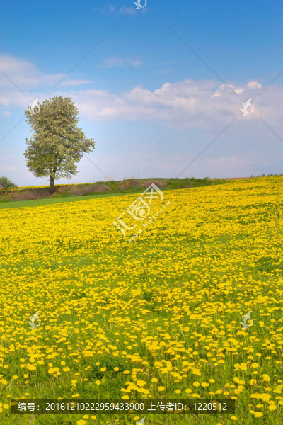 蒲公英草甸和獨(dú)樹