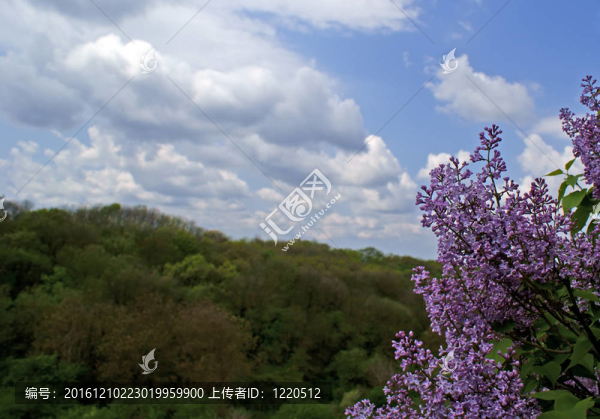 丁香花