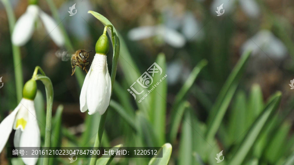 蜜蜂飛向雪花