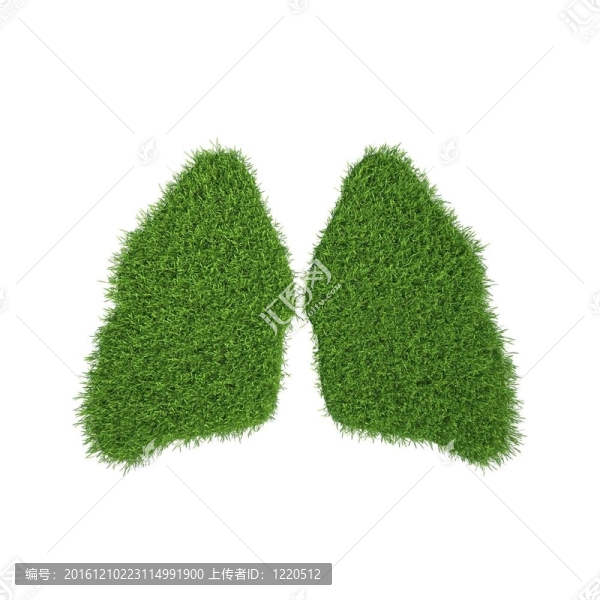白色背景的青草肺。3D渲染