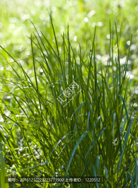 露水草