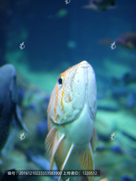 黃色的魚