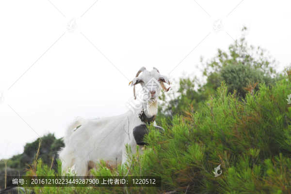 大白山羊