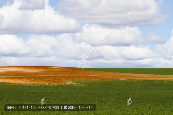 田野上生長(zhǎng)的綠色莊稼上燦爛的日落