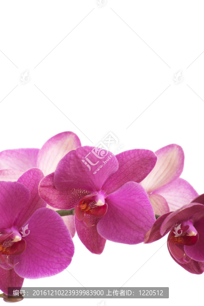 蘭花