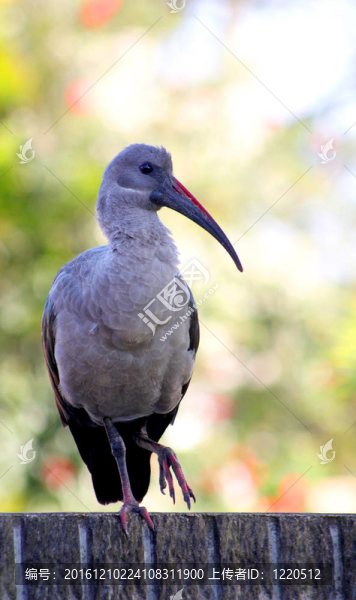 棲息在墻上的鳥