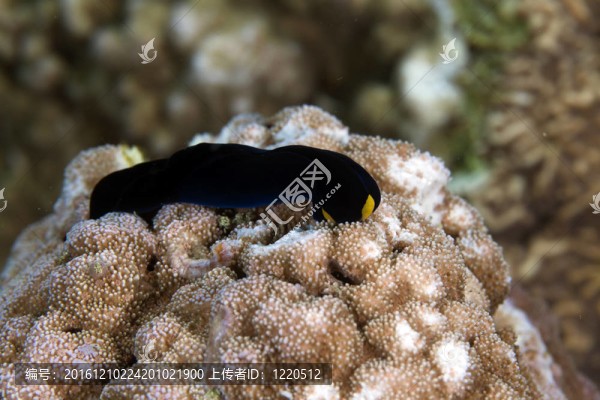 黃唇盾蛞蝓（燕尾flavolobata）。