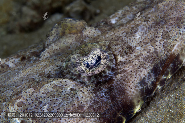 關(guān)閉了一個印度洋crocodilefish（papilloculiceps,longiceps）。