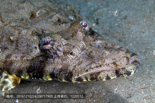 關(guān)閉了一個(gè)印度洋crocodilefish（papilloculiceps,longiceps）。