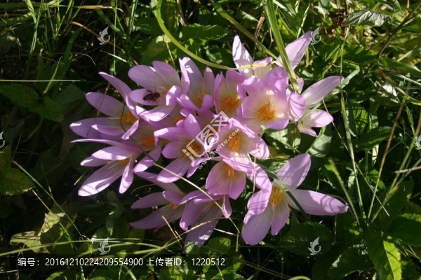 Flowers；山地植物