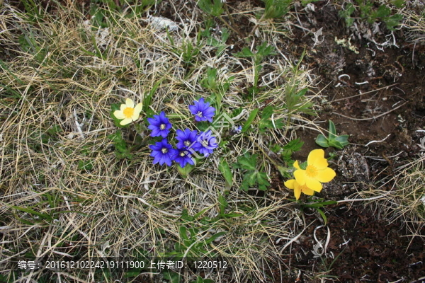 Flowers；山地植物