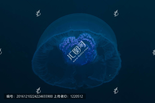 Moon,jellyfish（海月水母）在紅海。