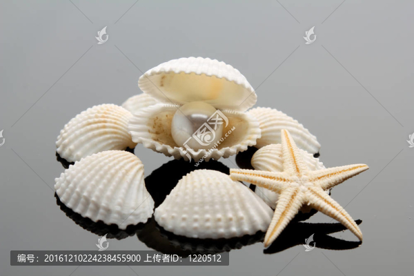 對貝殼珍珠