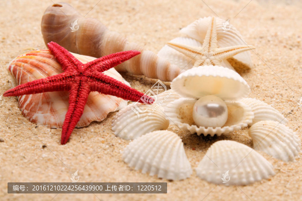 對(duì)貝殼珍珠