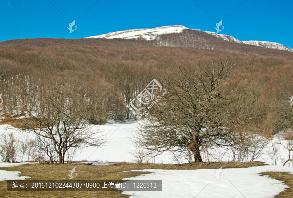 山和森林